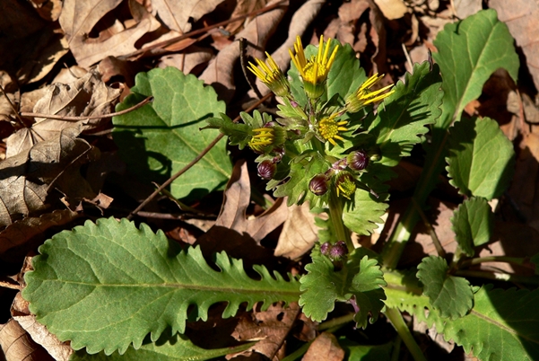 {Packera obovata}